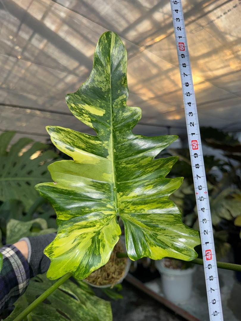 KN２フィロデンドロン　キティナ　健康カット苗