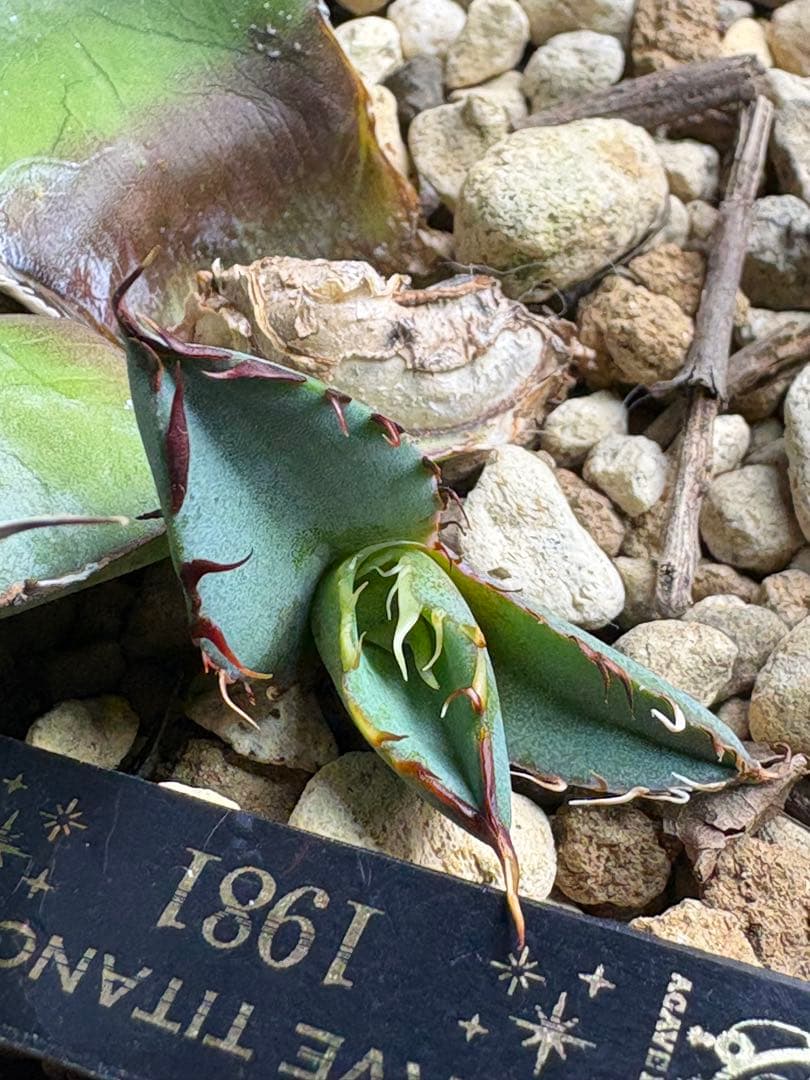 アガベチタノタ　1981 子株