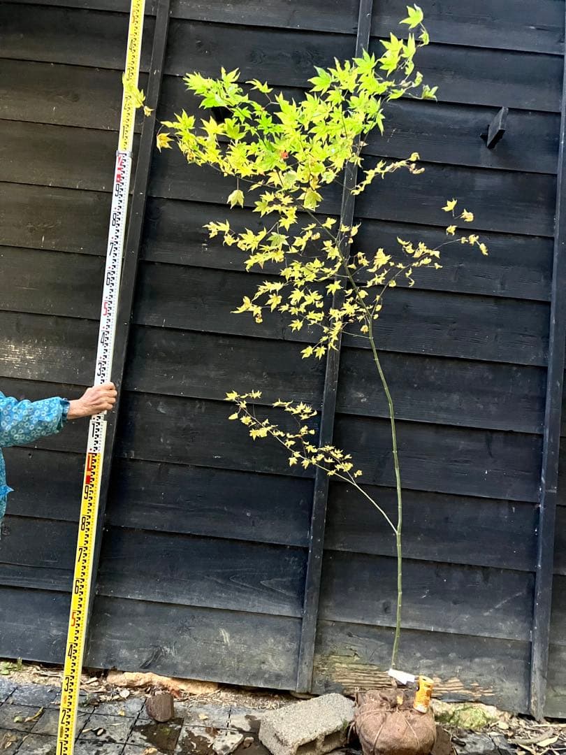 101 山採り　ヤマモミジ