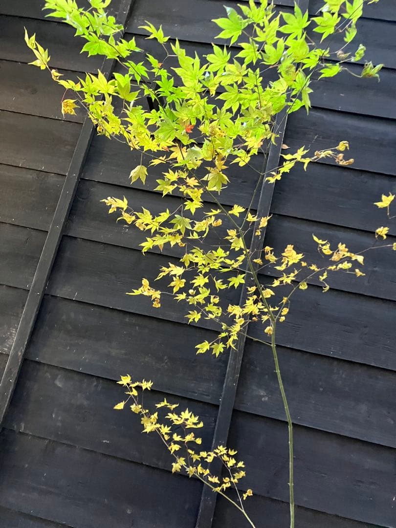 101 山採り　ヤマモミジ