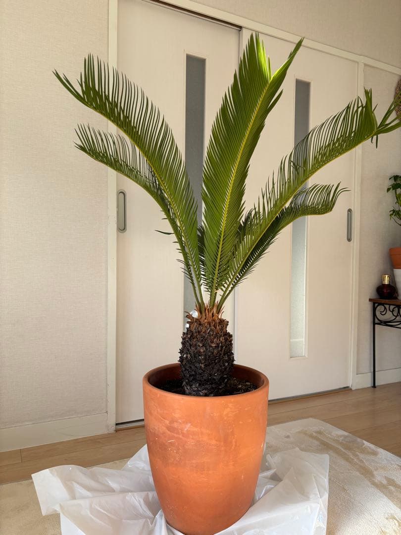 【美形】 蘇轍　ソテツ　　ドライガーデン