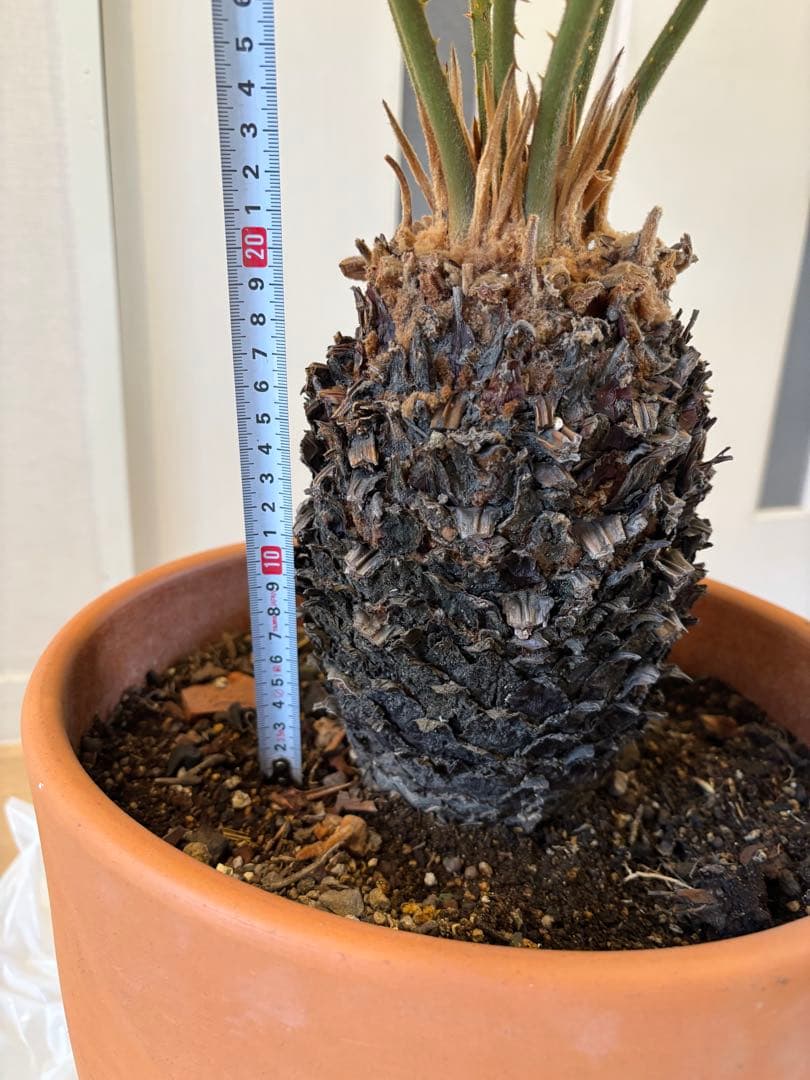 【美形】 蘇轍　ソテツ　　ドライガーデン