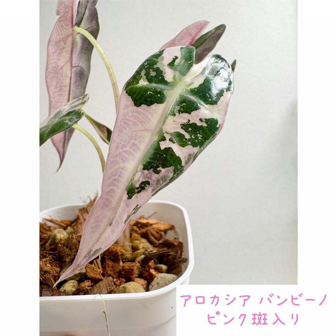 O*O様 【レア】アロカシア バンビーノ ピンク斑入り