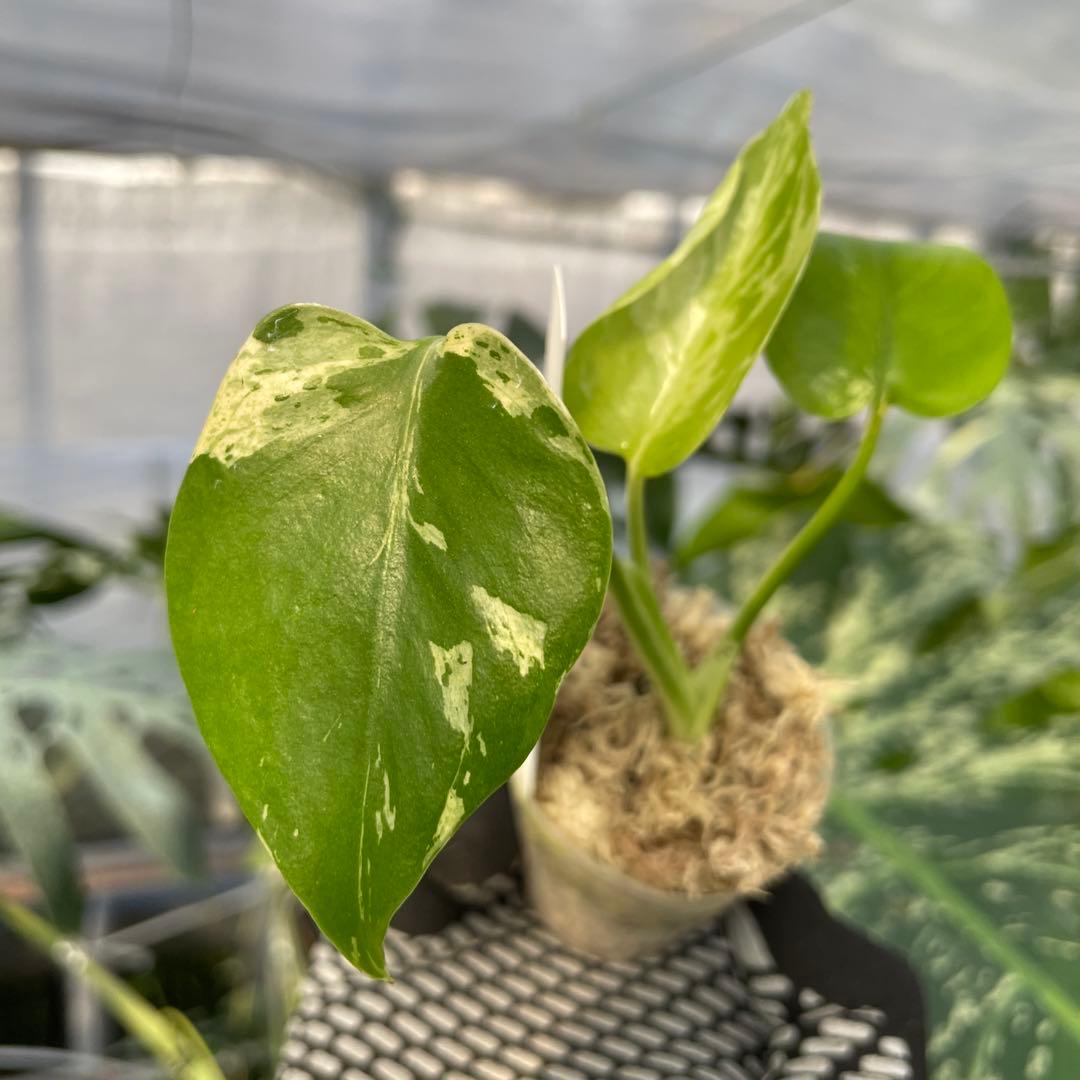 MB20 モンステラ　デリシオーサ　ベトシオーサ　2寸ポリポット　ネコポス発送