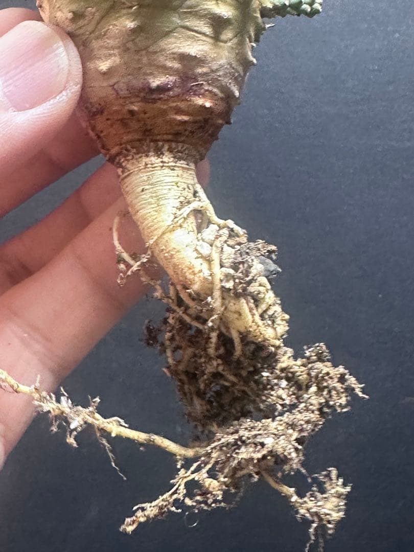 k*u様 621特選 ユーフォルビア デセプタ/Euphorbia decept