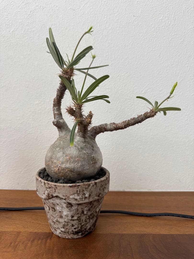 最終値下げ　パキポディウムグラキリス　現地球　真ん丸ボディ