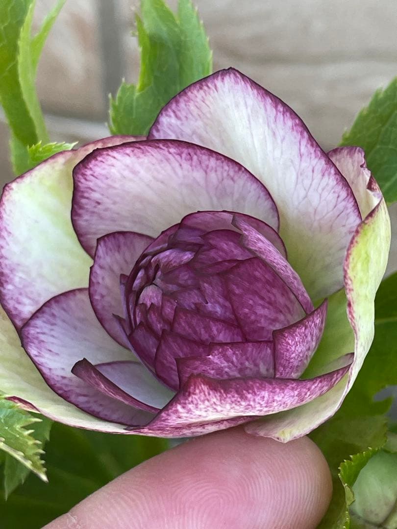 【野田園芸】ピンクグラデーションdd クリスマスローズ　苗