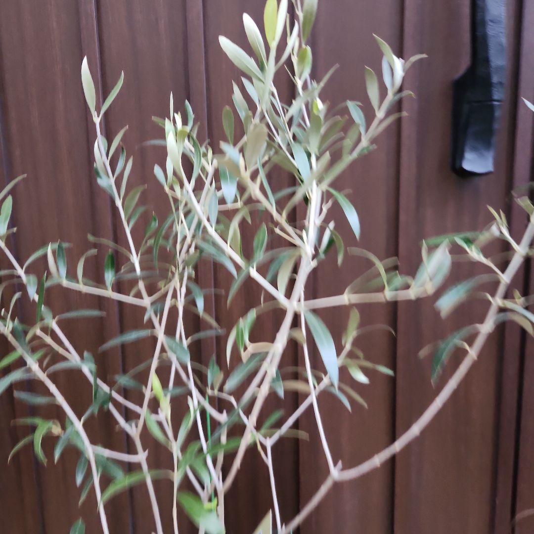 オリーブの木　エルグレコ　スクエア型石膏鉢植え　苗　シンボルツリー