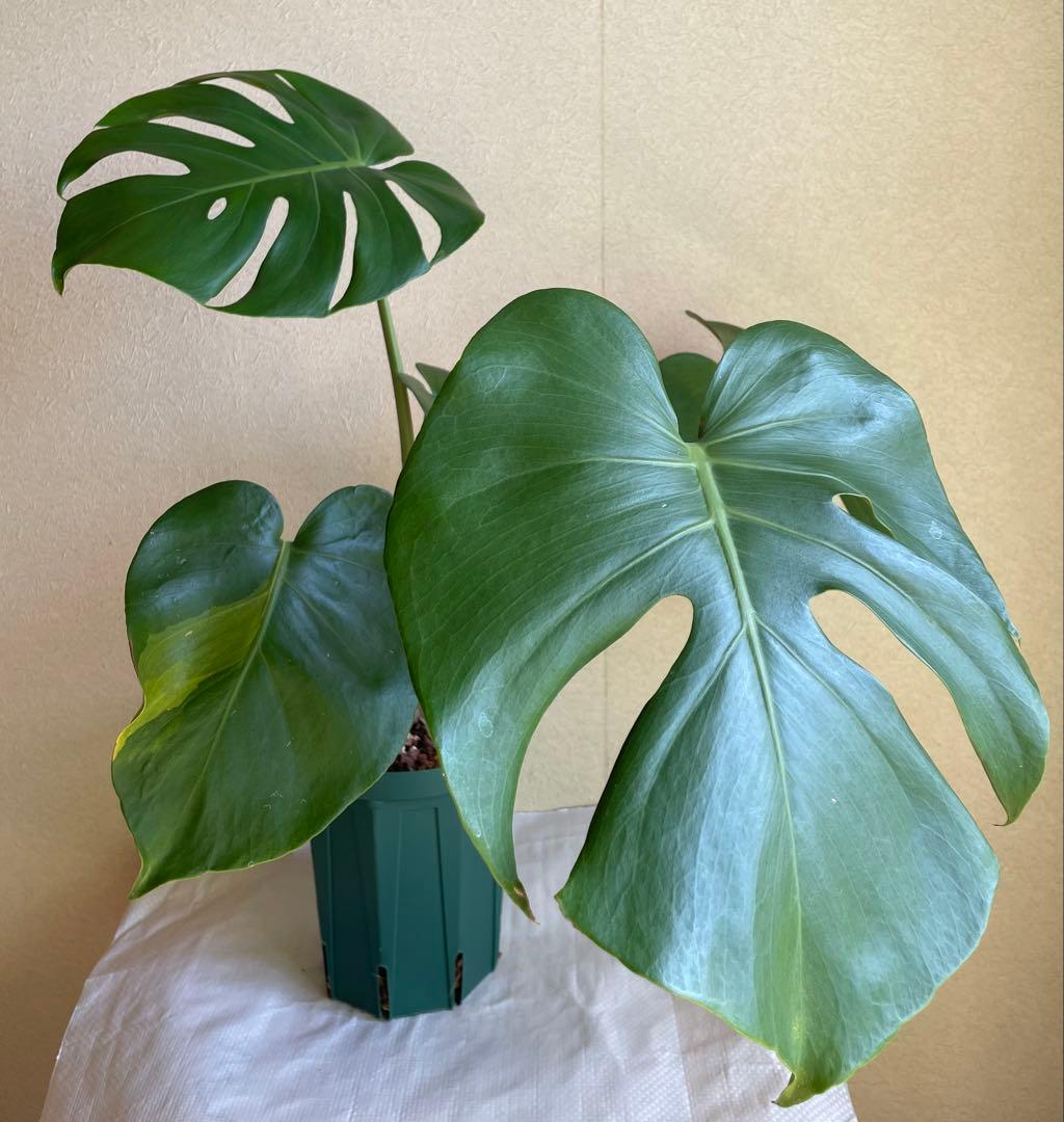 モンステラデリシオーサ 斑入り 実生株 5号ロングポット【鉢ごと発送】