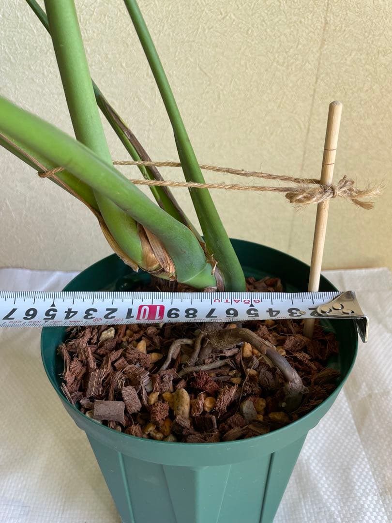 モンステラデリシオーサ 斑入り 実生株 5号ロングポット【鉢ごと発送】