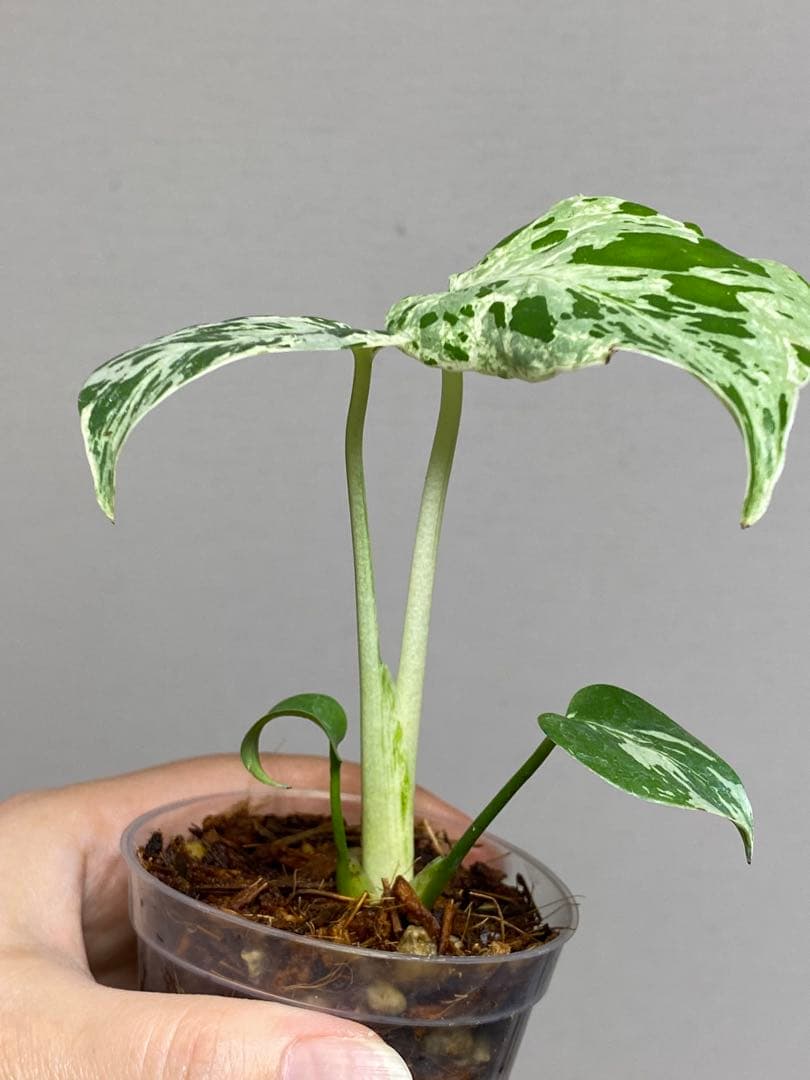 b【美株‼️】モンステラ　デリシオーサ　バルバソー　フシギダネ/ベトシオーサ　希少