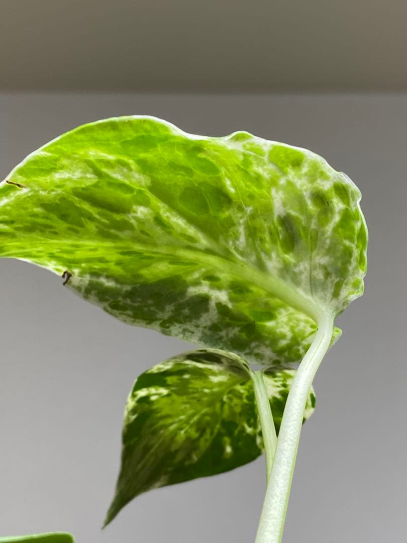 b【美株‼️】モンステラ　デリシオーサ　バルバソー　フシギダネ/ベトシオーサ　希少