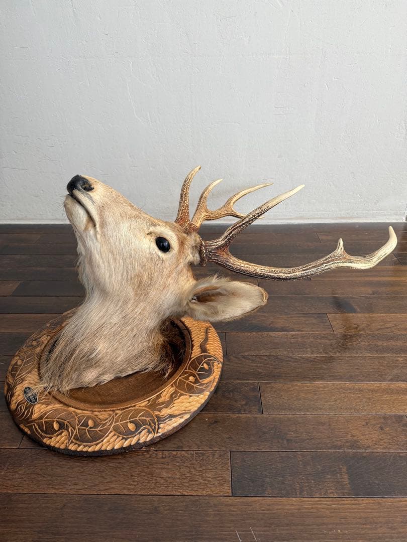 蝦夷鹿（エゾシカ）ハンティングトロフィー