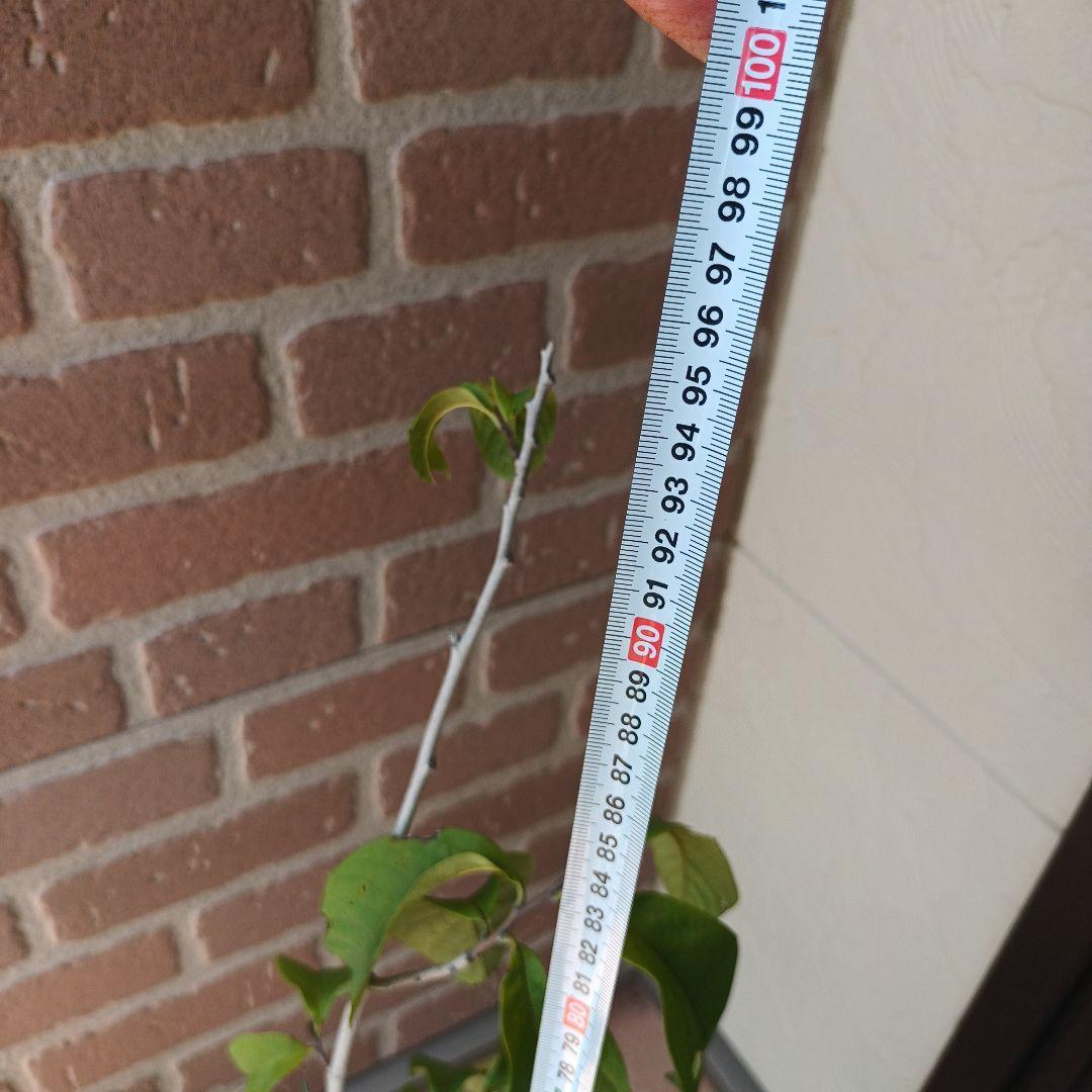 マンゴポポーMango Powpow　幻の果物　３点セット