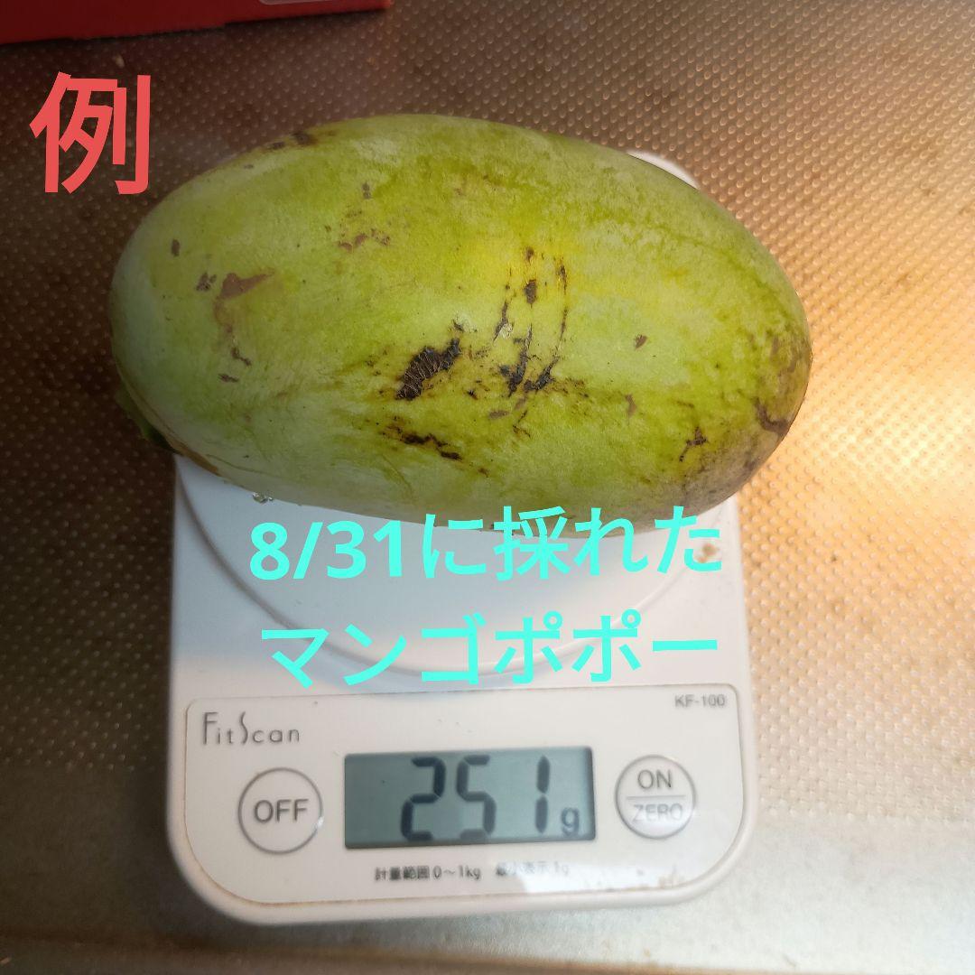 マンゴポポーMango Powpow　幻の果物　３点セット