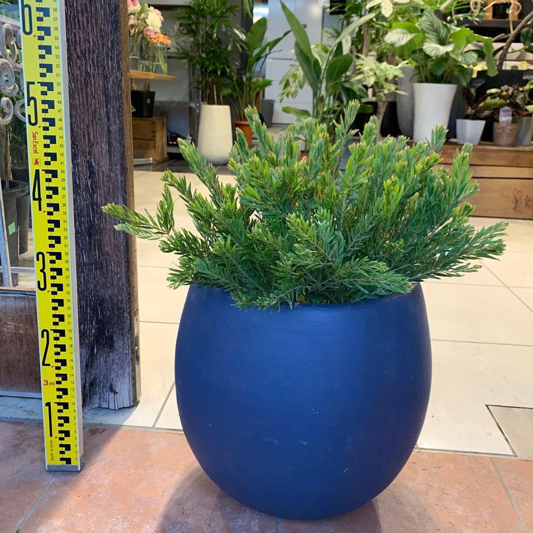 アカシア テレサ ファイバー鉢