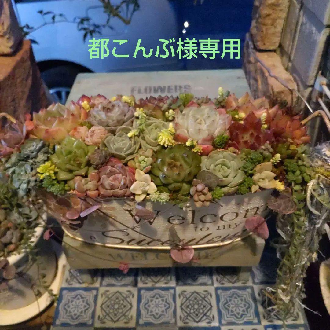 多肉植物 ♡そのまま飾れる寄せ植え♡