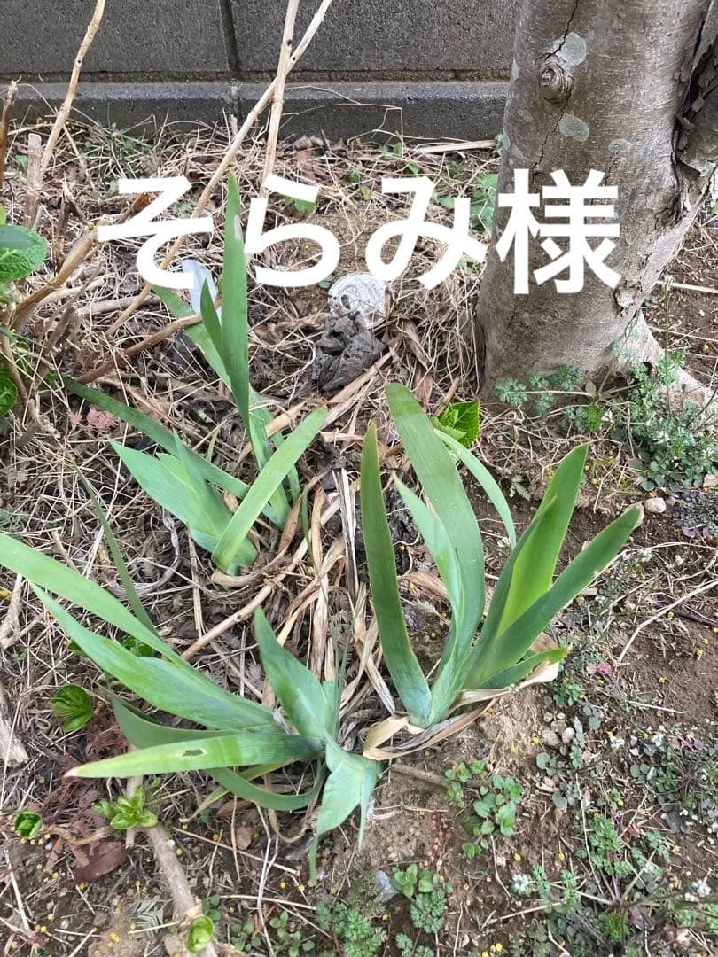 ジャーマンアイリス苗