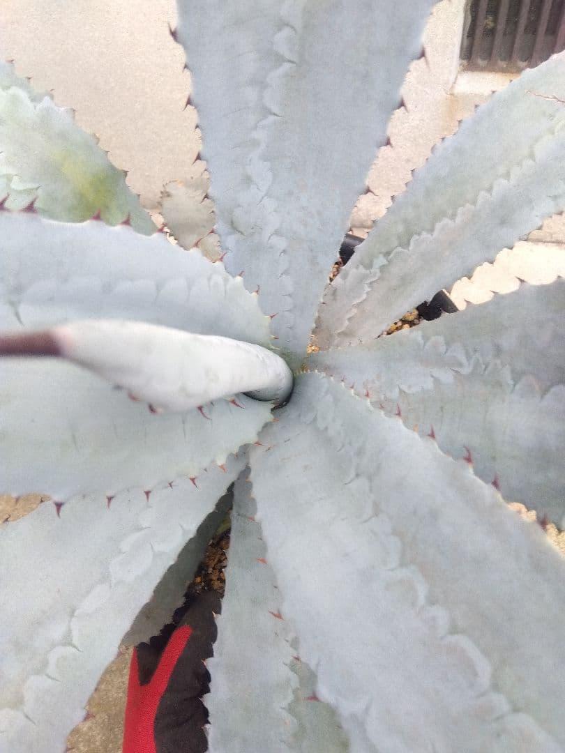 アガベ　フランゾシニー　大株カキコ60センチ❗　う