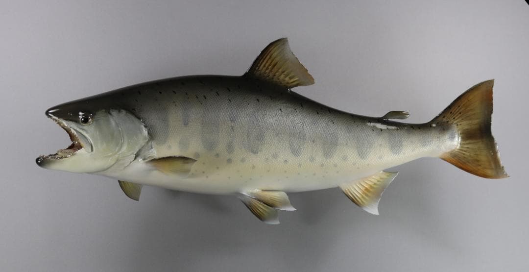 ヤマメの剥製　46ｃｍ　剥製魚