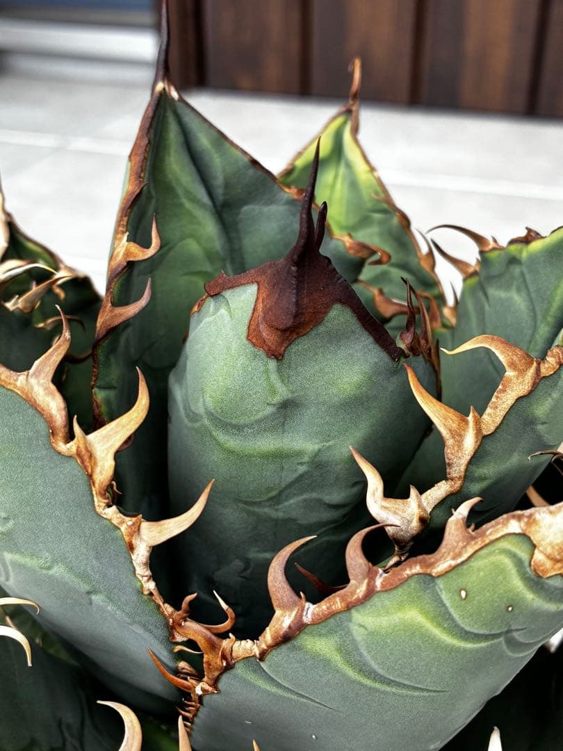 AGAVE TITANOTA GODZILLA ゴジラ OC株