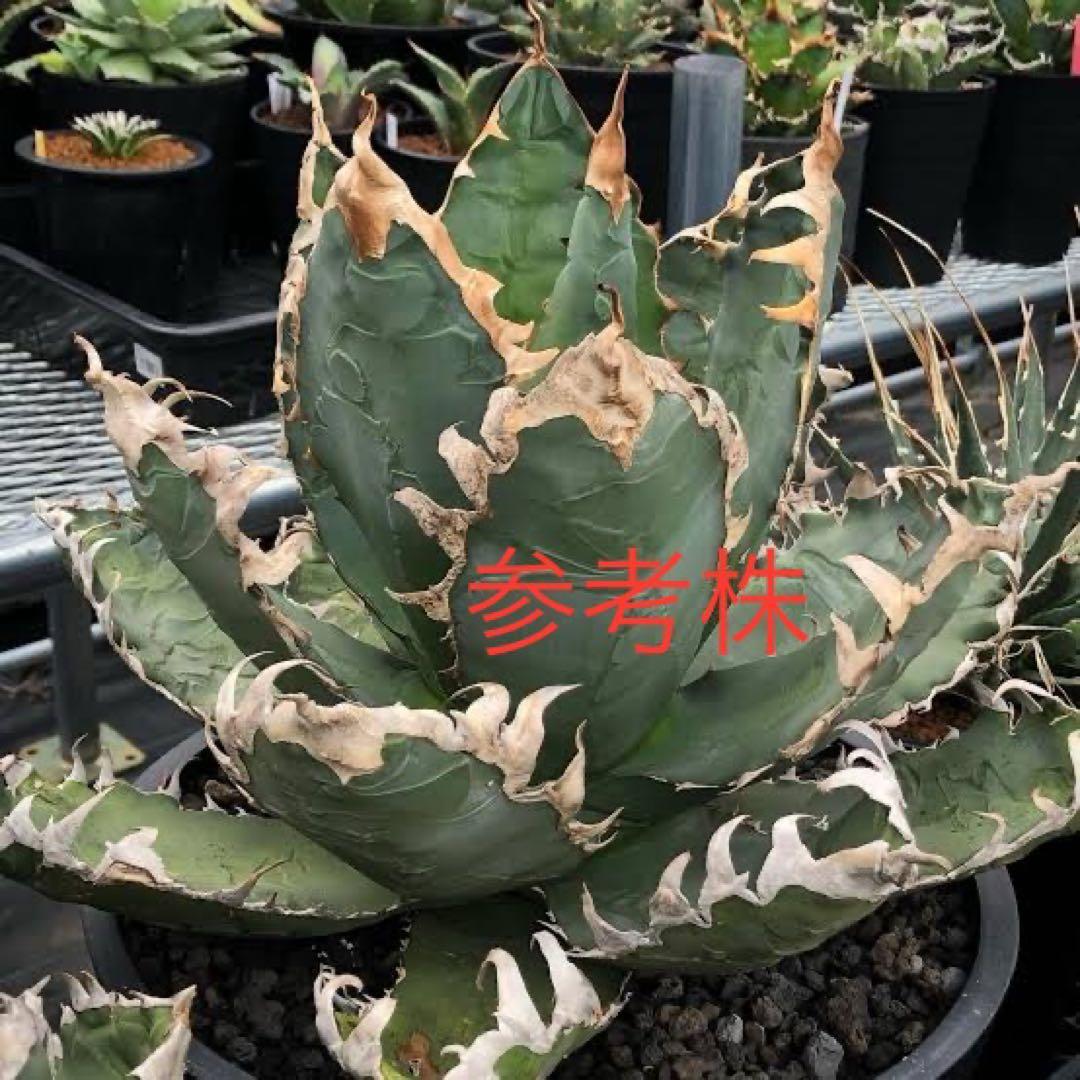 AGAVE TITANOTA GODZILLA ゴジラ OC株
