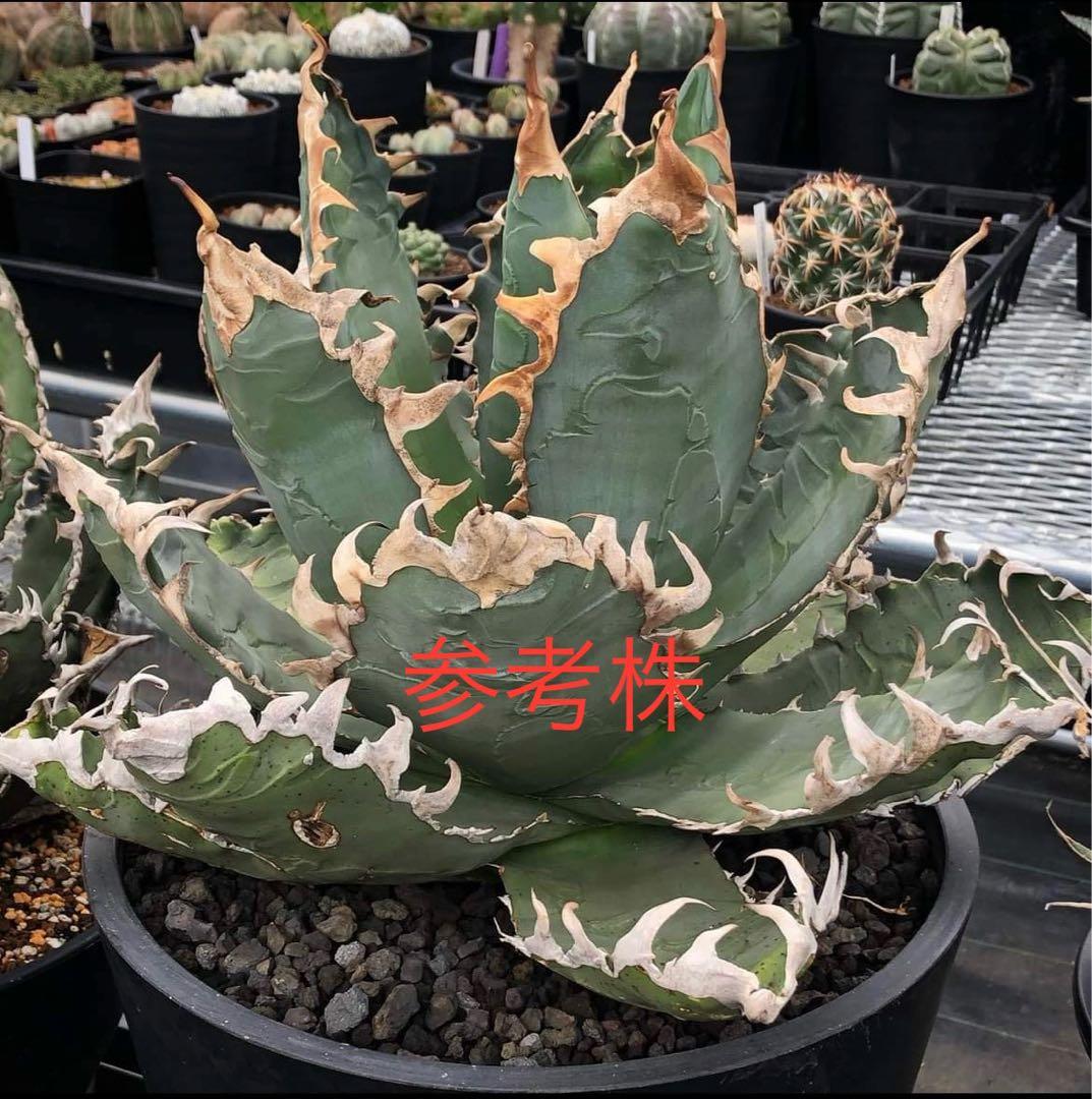 AGAVE TITANOTA GODZILLA ゴジラ OC株