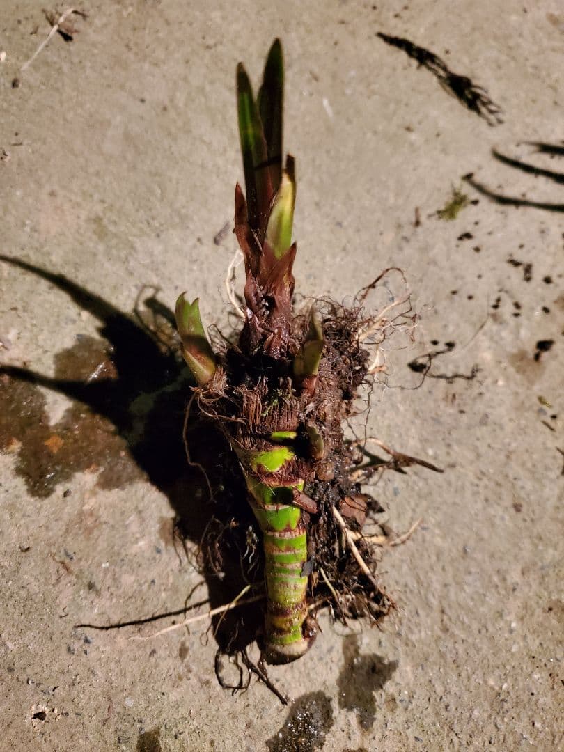 Neko様　売約済みです。耐寒宿根草　菖蒲湯用の菖蒲です。　22-4(5)