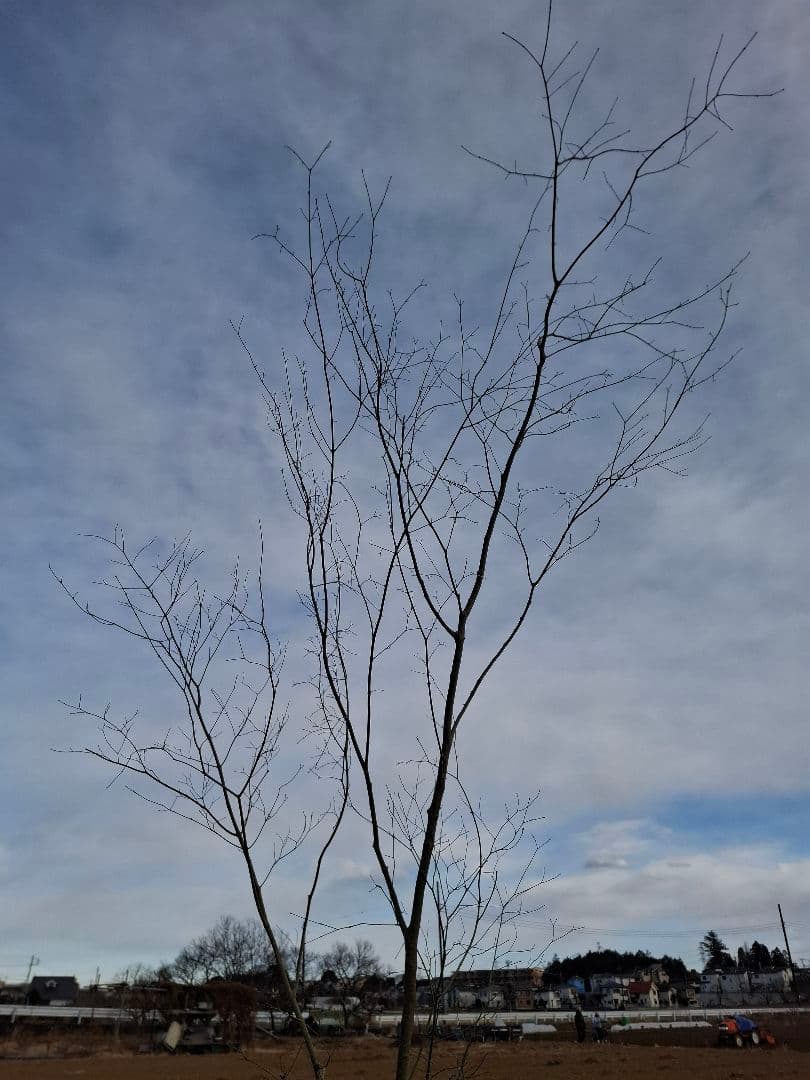 ヤマモミジ 山採り　ー　アオダモ、アオハダ、モミジ、カエデ　ー