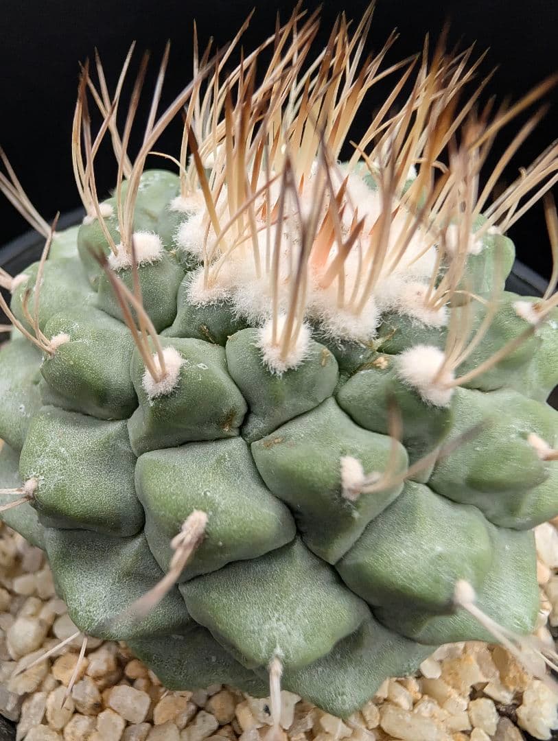 B 菊水 大型タイプ 実生 鉢植えメルカリ便送料込み