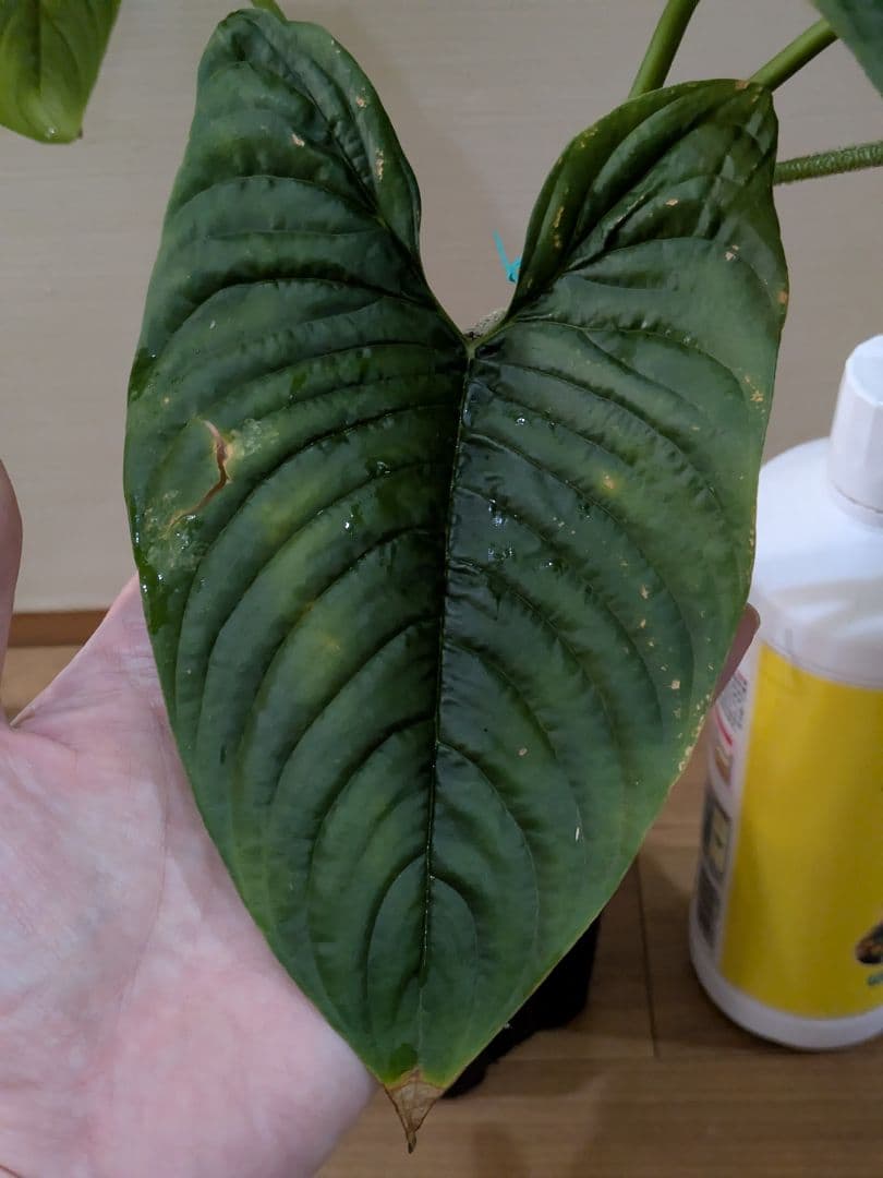 Philodendron furcatum フィロデンドロン　レア品種