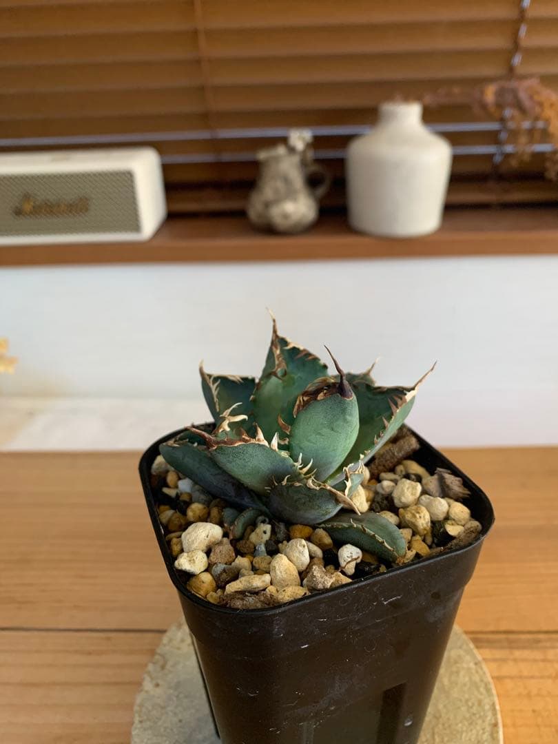 ★現状ラスト★【発根済子株】アガベ　オテロイ　オアハカ現地実生