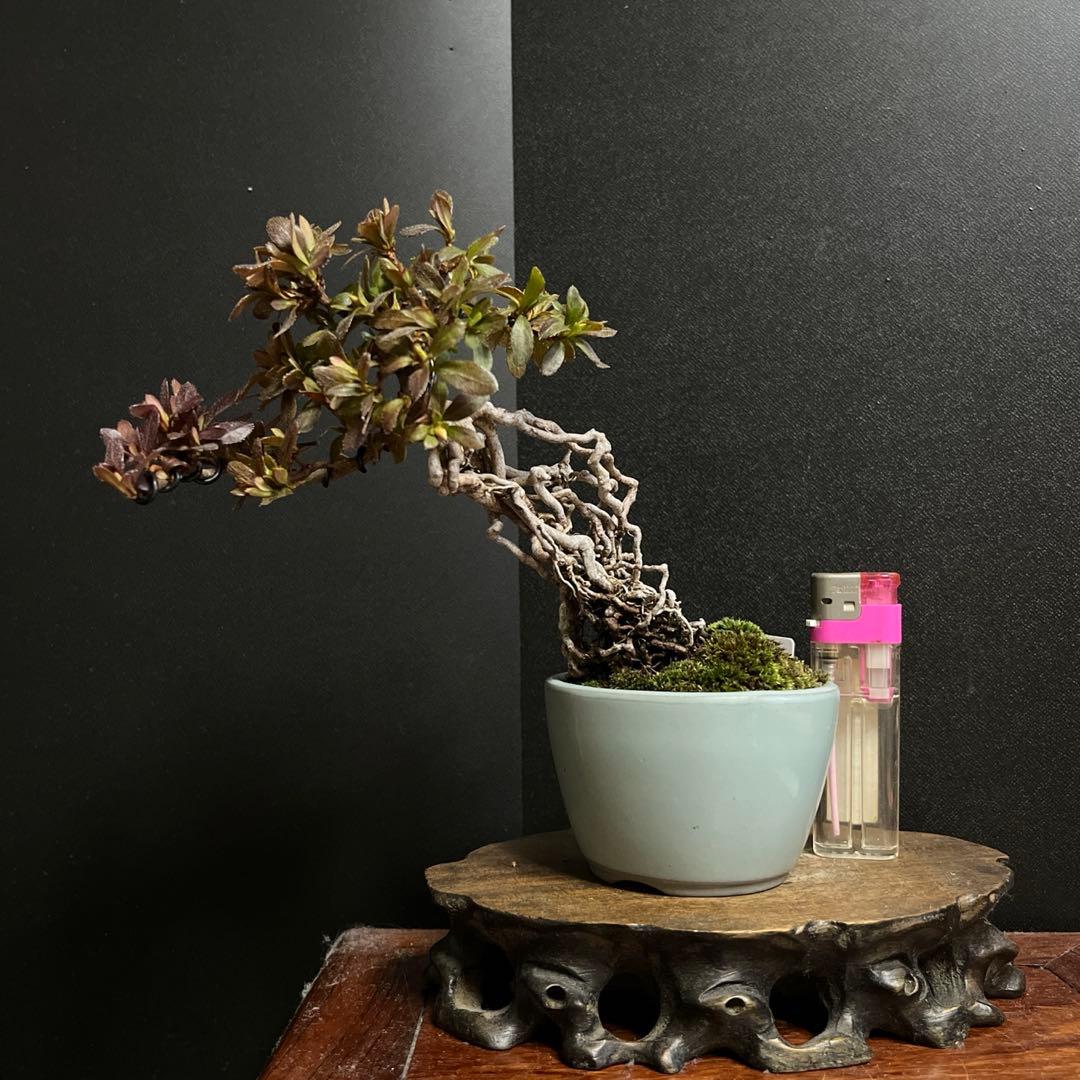 皐月盆栽　彩　根上がり　小品盆栽　根芸　花芽あり　(検索用　サツキ、花物)