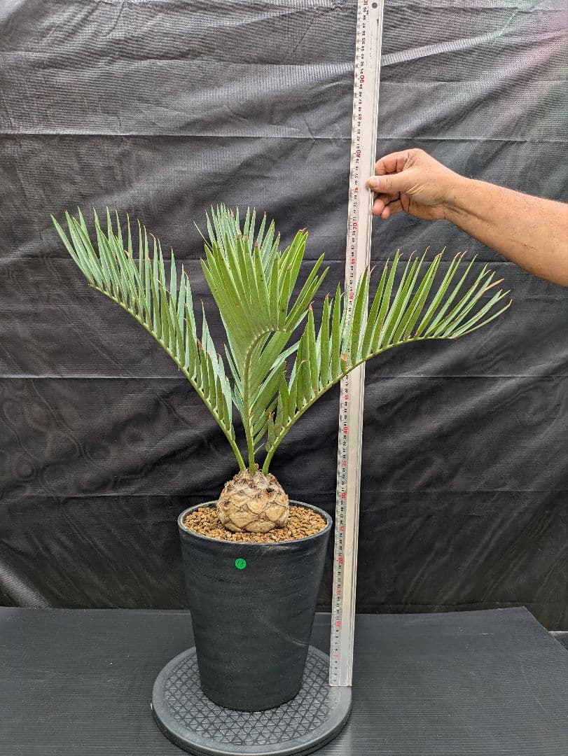 13 エンセファラルトス プリンセプス 特大 白肌 球体 送料無料