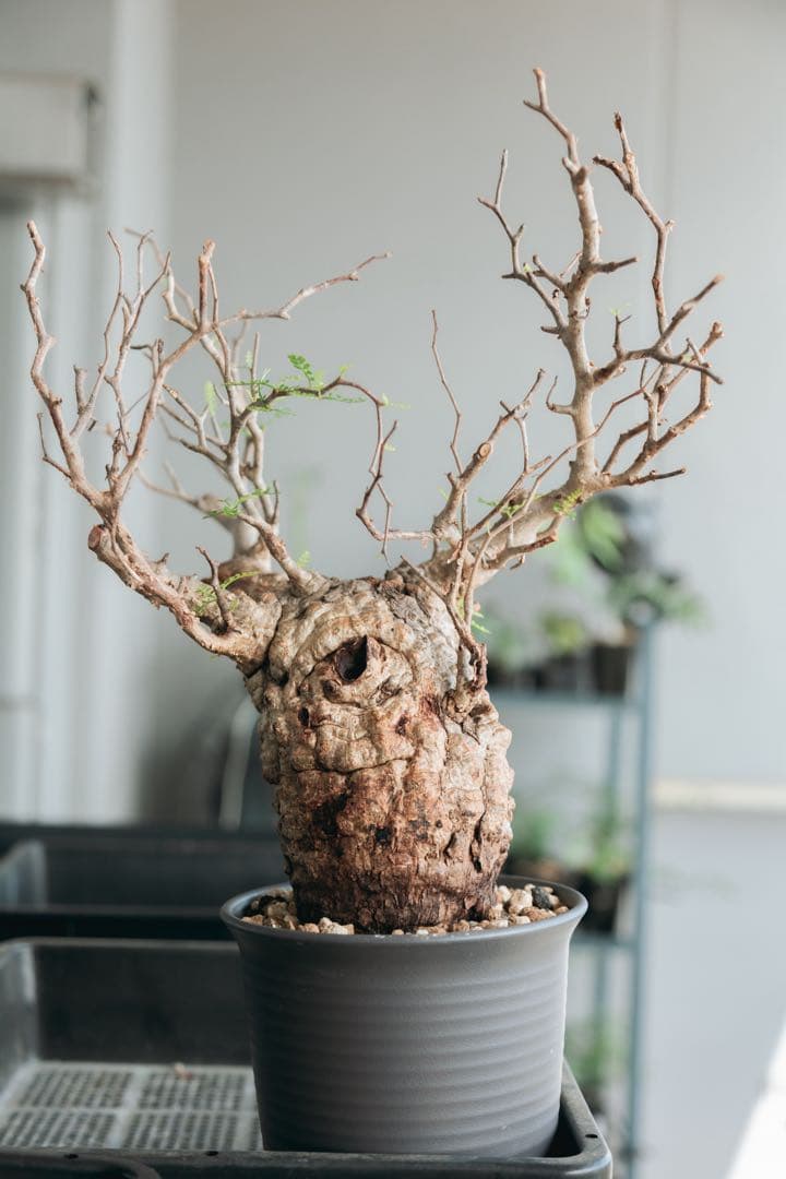 【Operculicarya pachypus｜オペルクリカリア・パキプス】