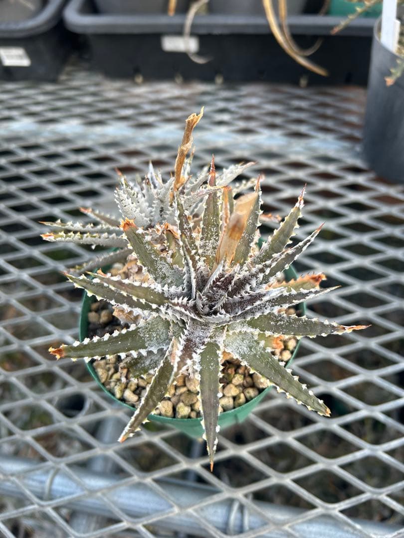 DBディッキア Dyckia Bill Baker hybrid #110