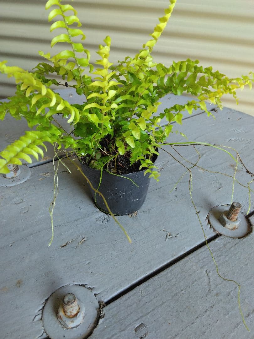 第4種発送/ポットごと発送/ネフロレピス＊ボストンファーン