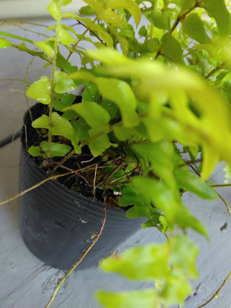 第4種発送/ポットごと発送/ネフロレピス＊ボストンファーン