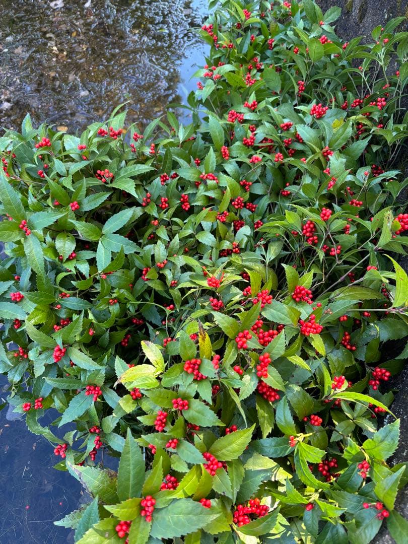 千両　エディブルフラワー　飾り葉　正月　クリスマス