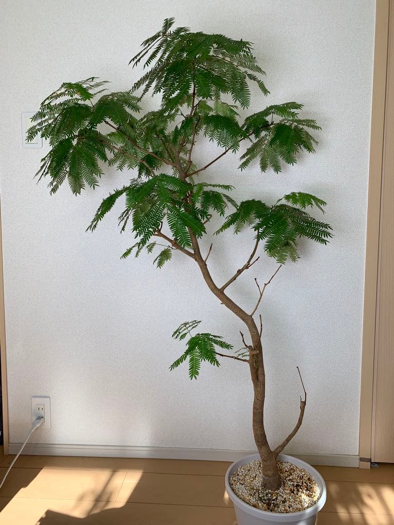 M*K様 エバーフレッシュ　美樹形　130cm