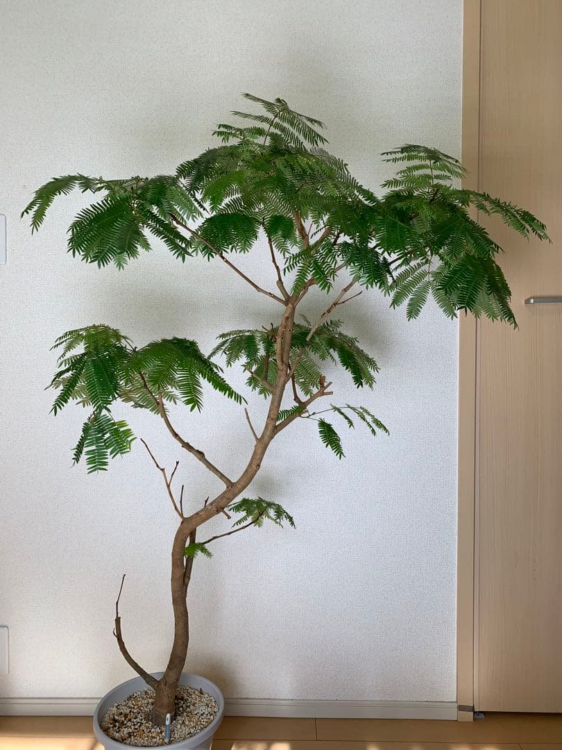 M*K様 エバーフレッシュ　美樹形　130cm