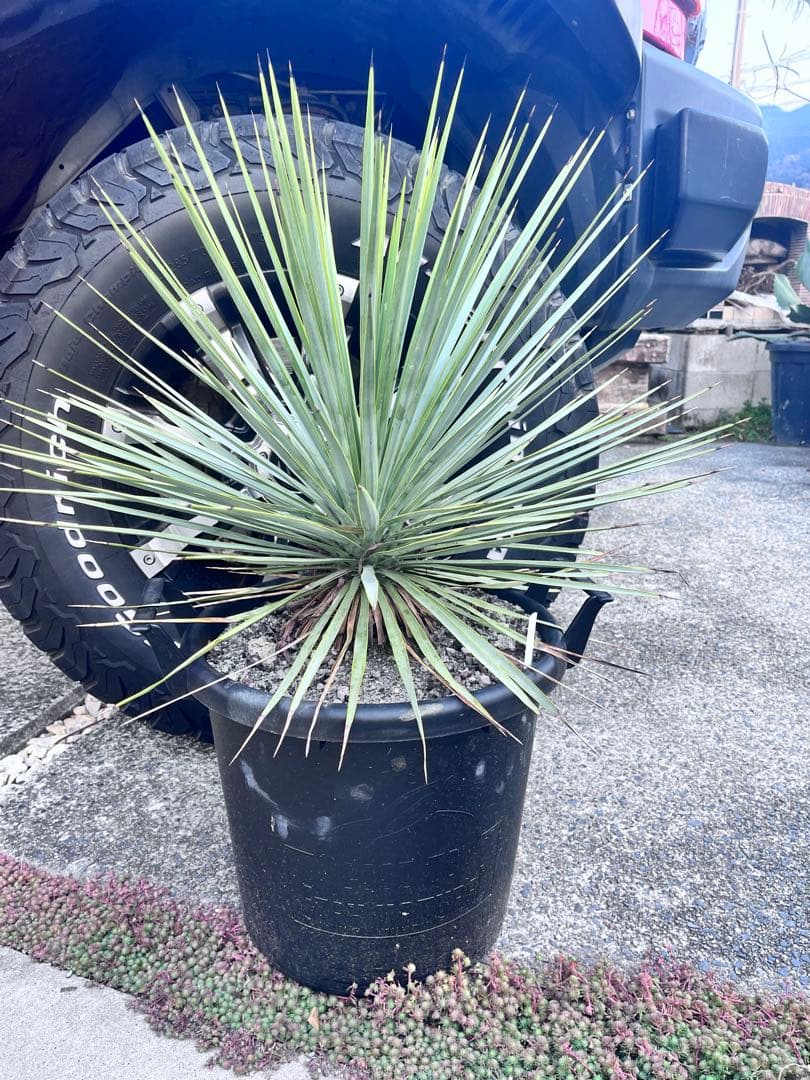 ユッカ　ロストラータ