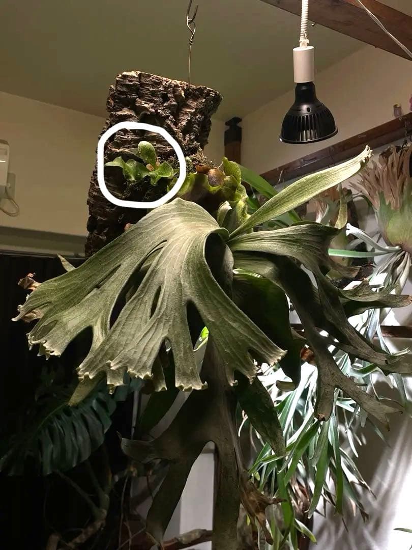 ビカクシダ P.ginka OC ギンカ 子株