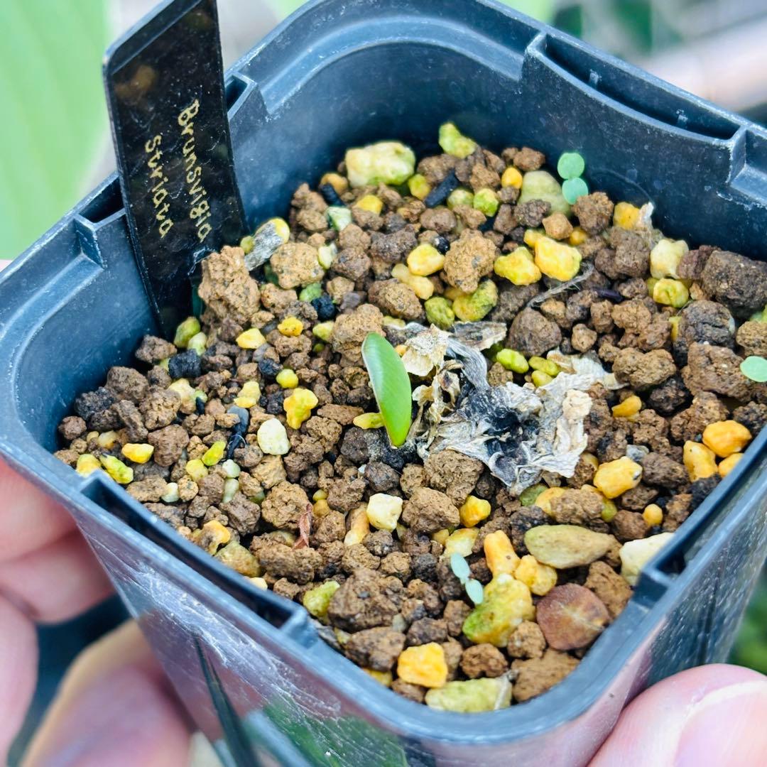 ハロウィンセール！希少 エリオスペルマム SP チタノプソイデス ケープバルブ