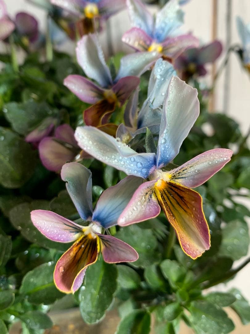 すみれ図鑑　大株