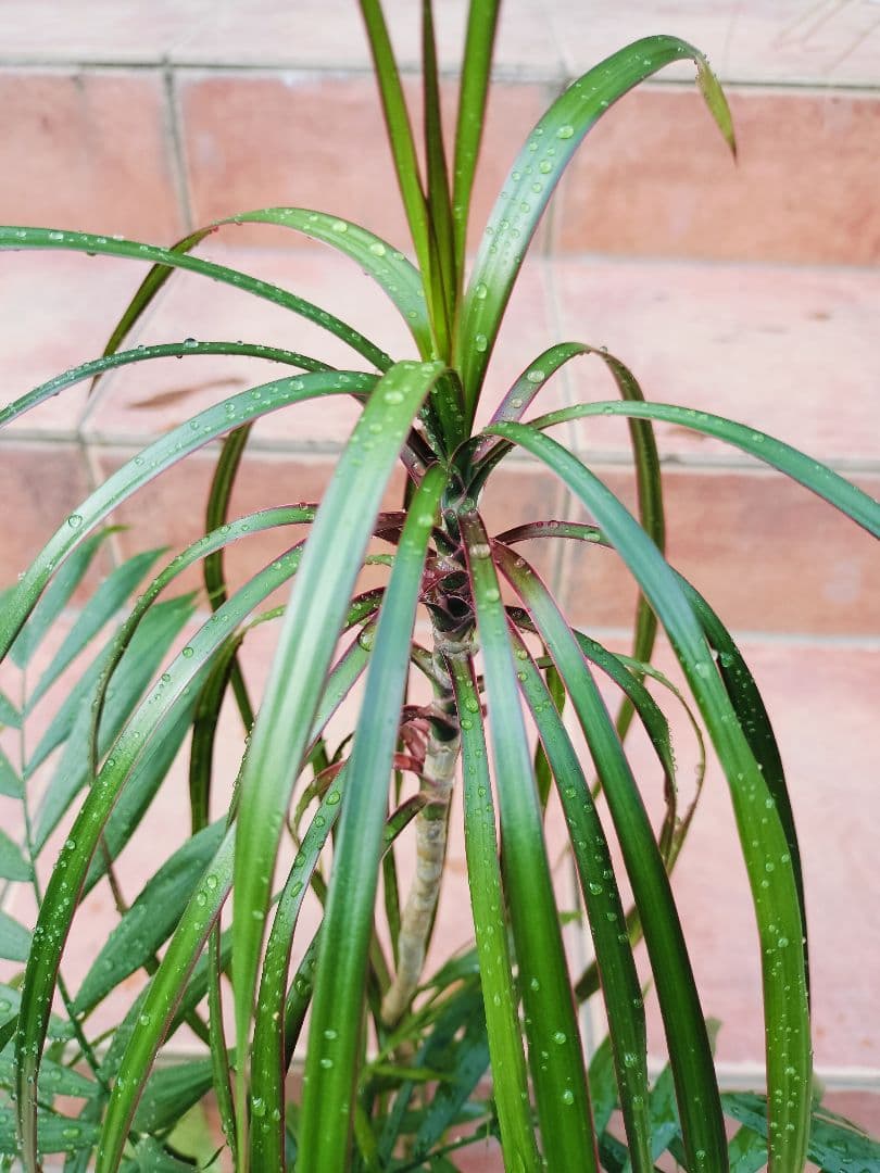 プランター植え　観葉植物　４種類　寄せ植えヤマト便発送　鉢に使用感あり