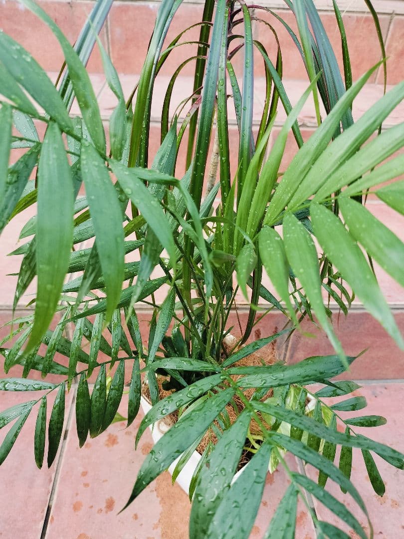 プランター植え　観葉植物　４種類　寄せ植えヤマト便発送　鉢に使用感あり