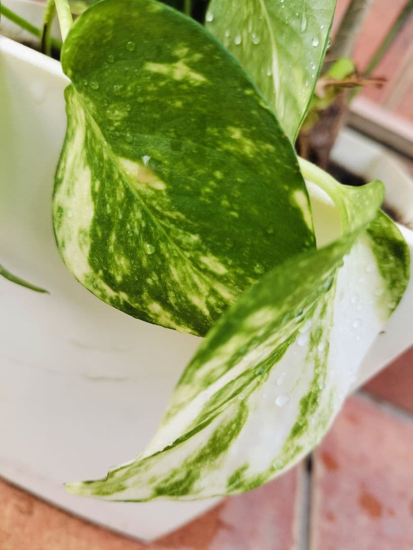 プランター植え　観葉植物　４種類　寄せ植えヤマト便発送　鉢に使用感あり