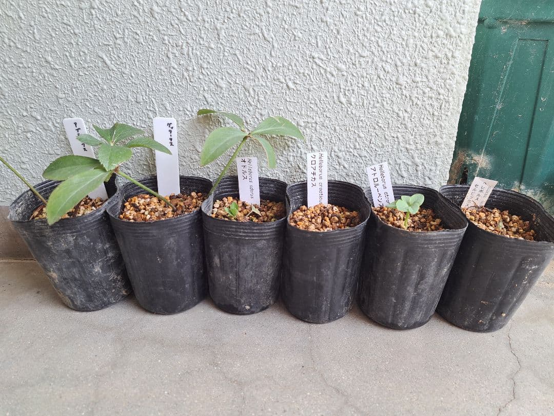 クリスマスローズ 原種 6株セット