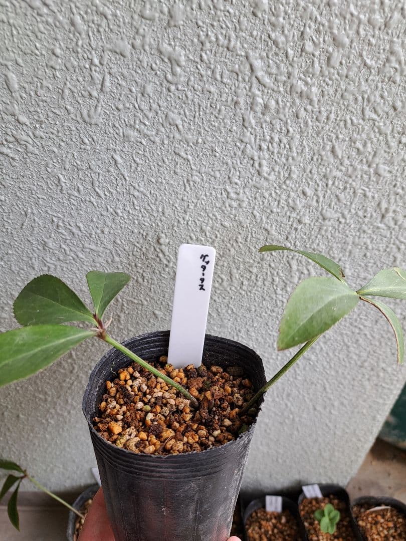 クリスマスローズ 原種 6株セット